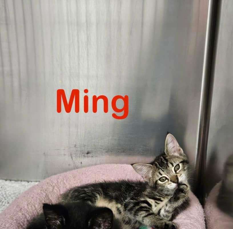 Enlarge Ming, a Adopted Domestic Short Hair in Fairfield, CT image 1/1