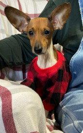 Allie, Adopted, Young Female Chihuahua & Dachshund.
