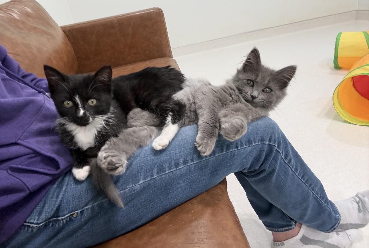 Enlarge Downy (Laundry Family), a ADOPTABLE Tuxedo in Blanch, NC image 3/6