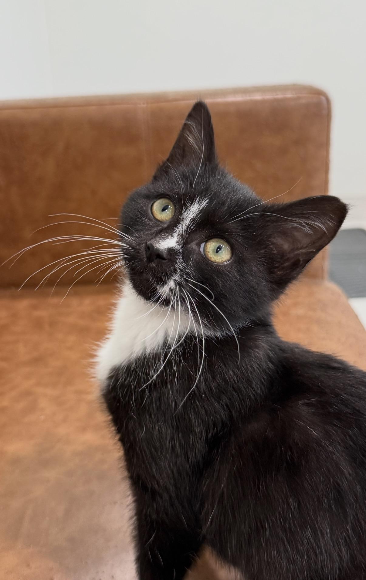 Enlarge Downy (Laundry Family), a ADOPTABLE Tuxedo in Blanch, NC image 2/6