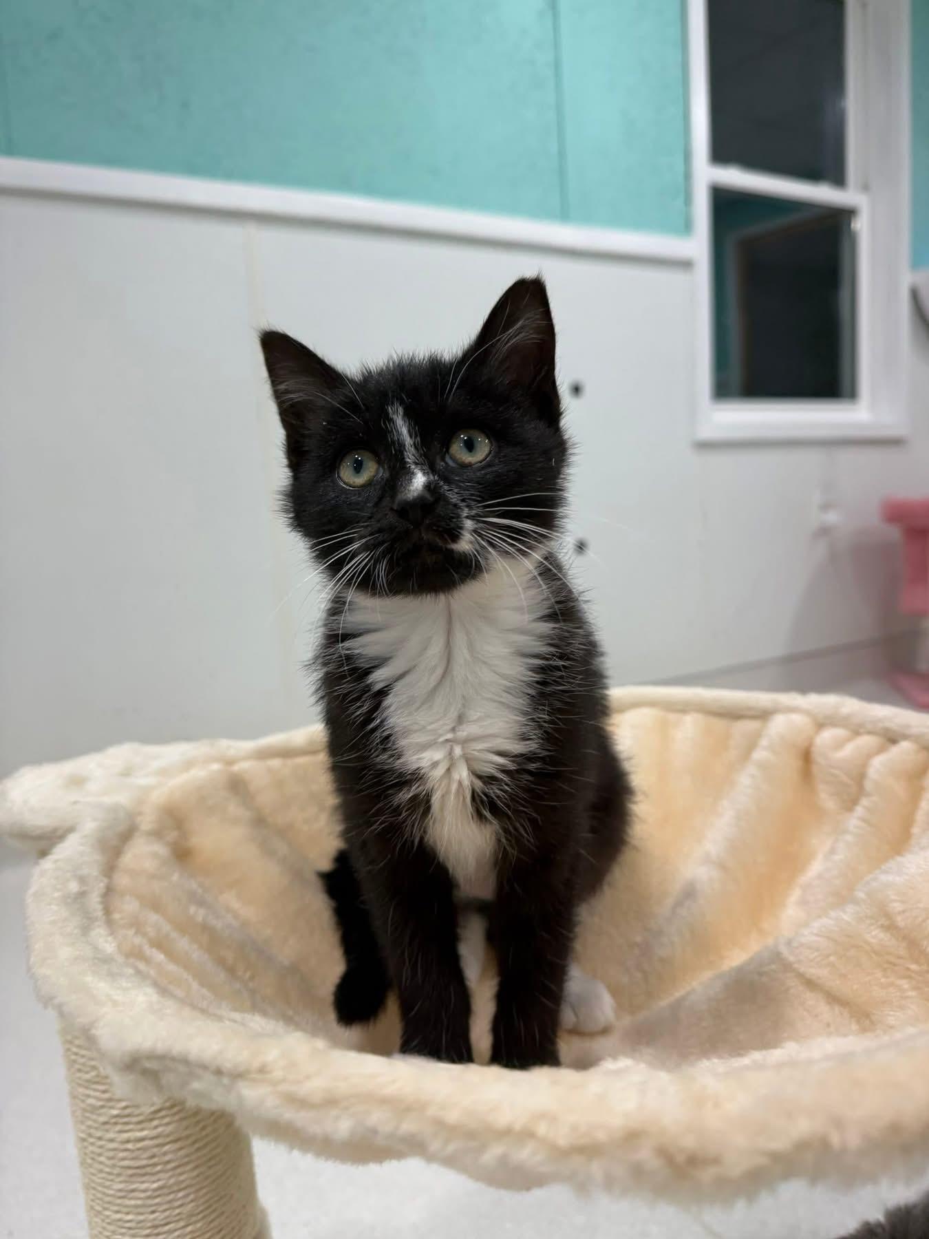 Enlarge Downy (Laundry Family), a ADOPTABLE Tuxedo in Blanch, NC image 5/6