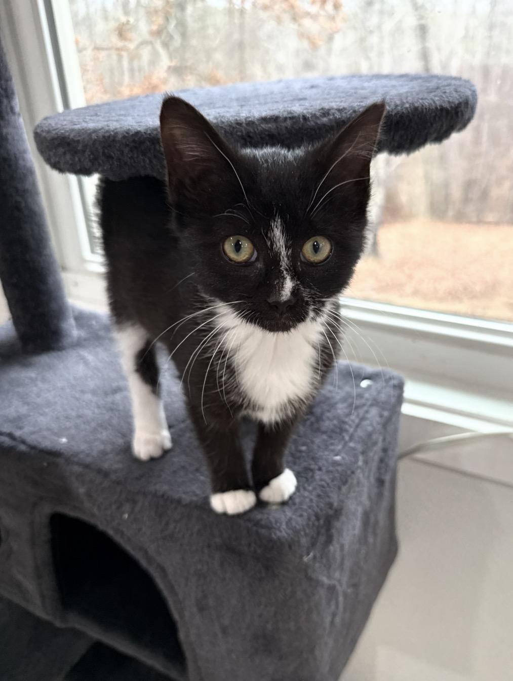 Downy (Laundry Family), ADOPTABLE, Kitten Female Tuxedo.