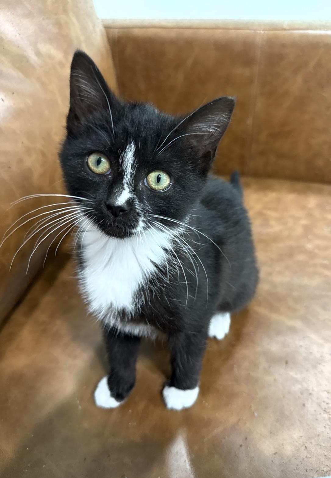 Enlarge Downy (Laundry Family), a ADOPTABLE Tuxedo in Blanch, NC image 6/6