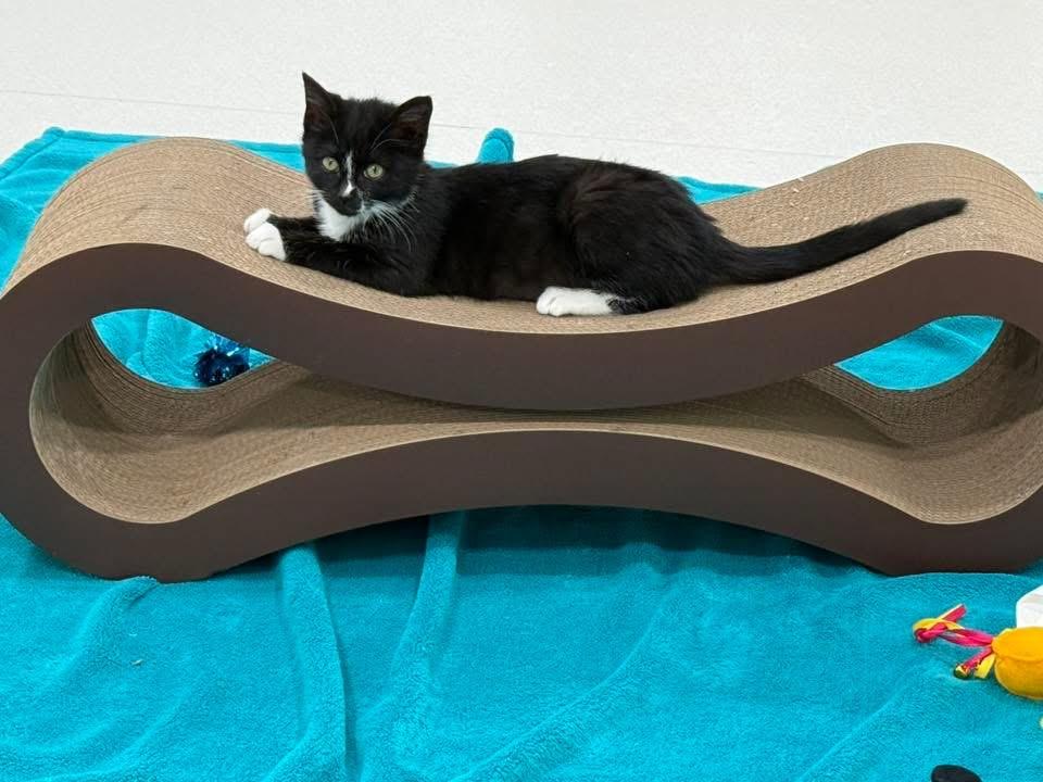 Enlarge Downy (Laundry Family), a ADOPTABLE Tuxedo in Blanch, NC image 4/6