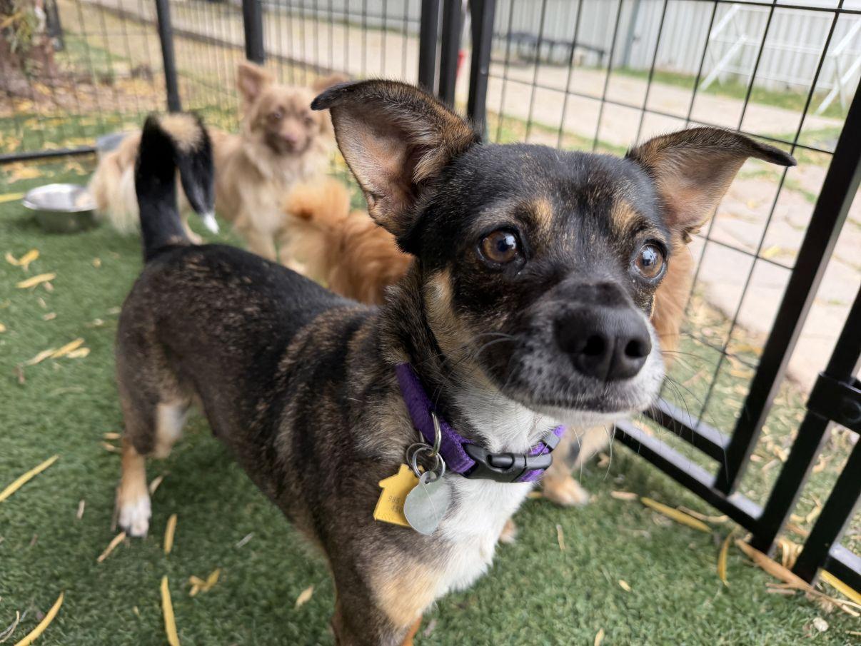 Henna, Adoptable, Young Female Chihuahua.