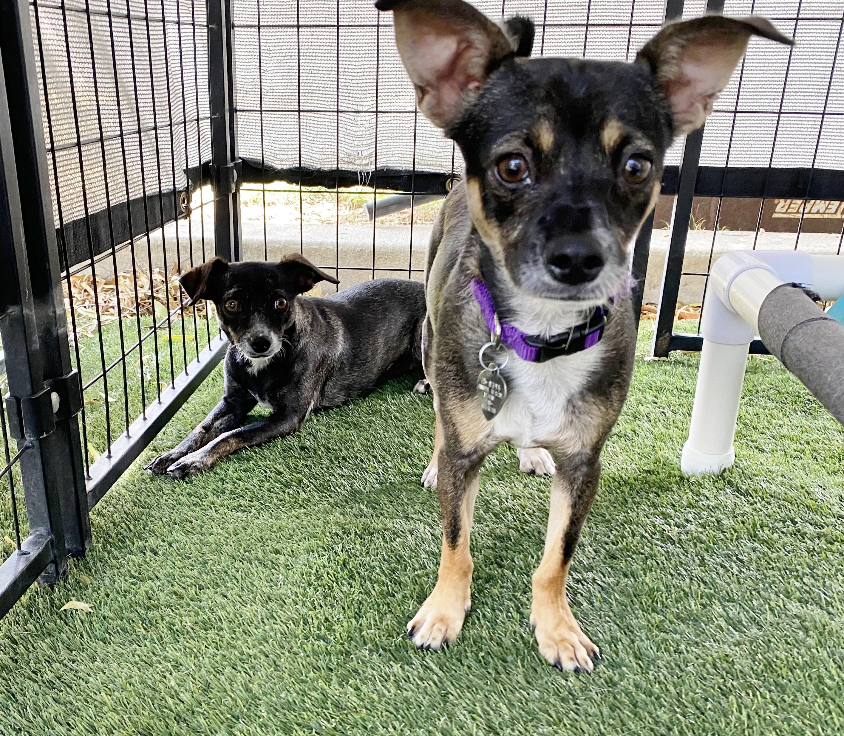 Henna, a Adoptable mixed breed in El Paso, TX image 4/6
