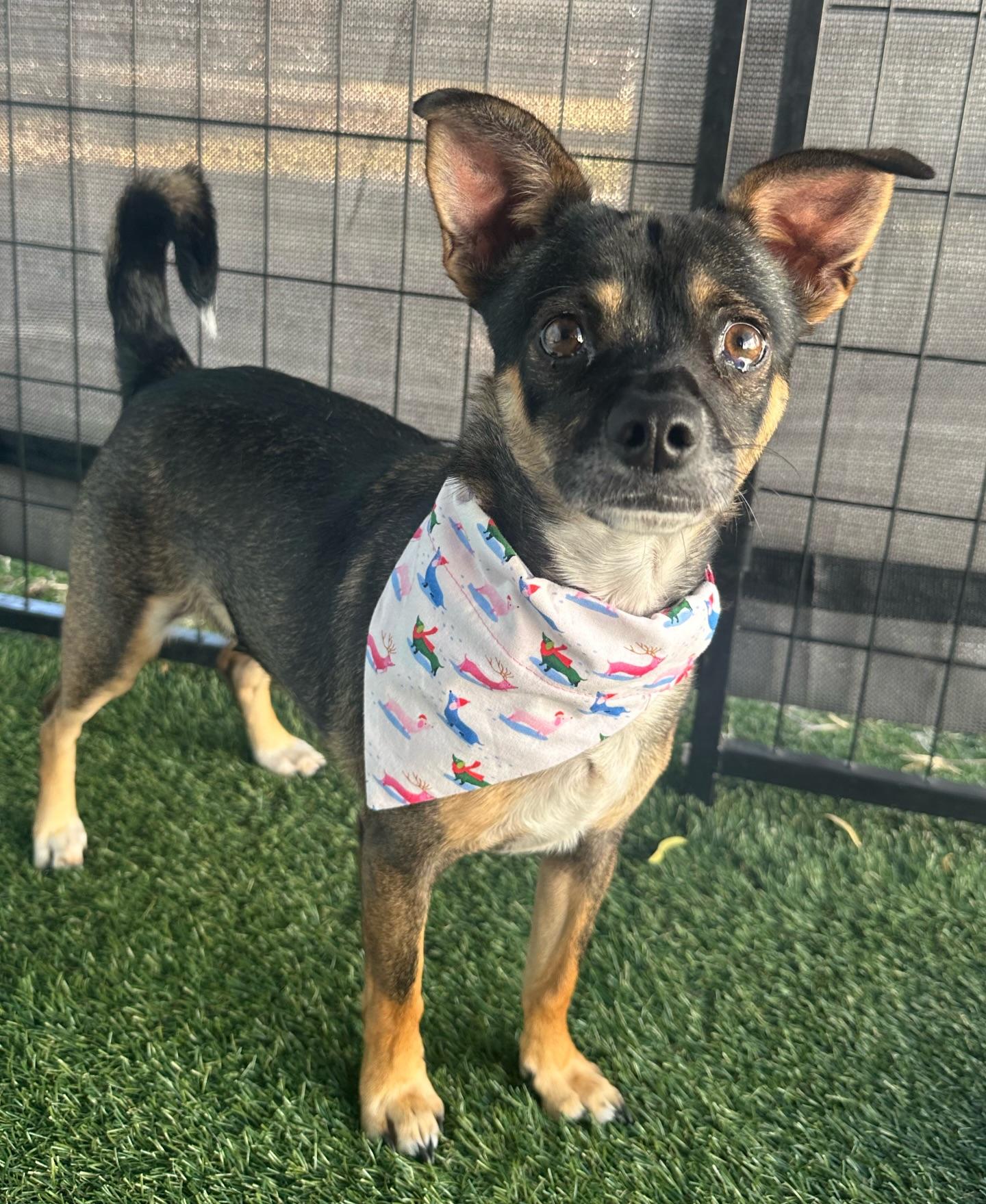 Henna, a Adoptable mixed breed in El Paso, TX image 3/6