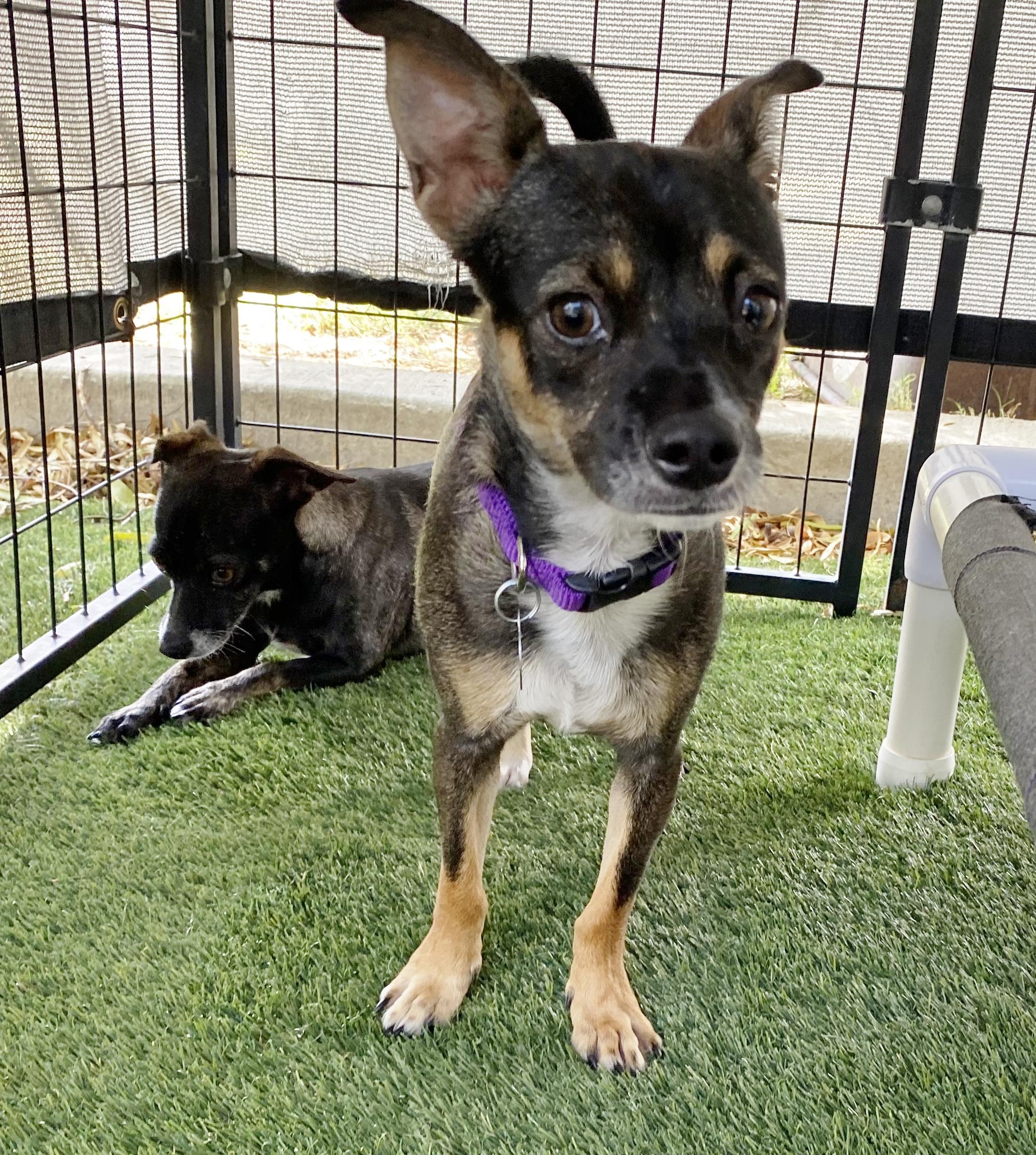 Henna, a Adoptable mixed breed in El Paso, TX image 5/6