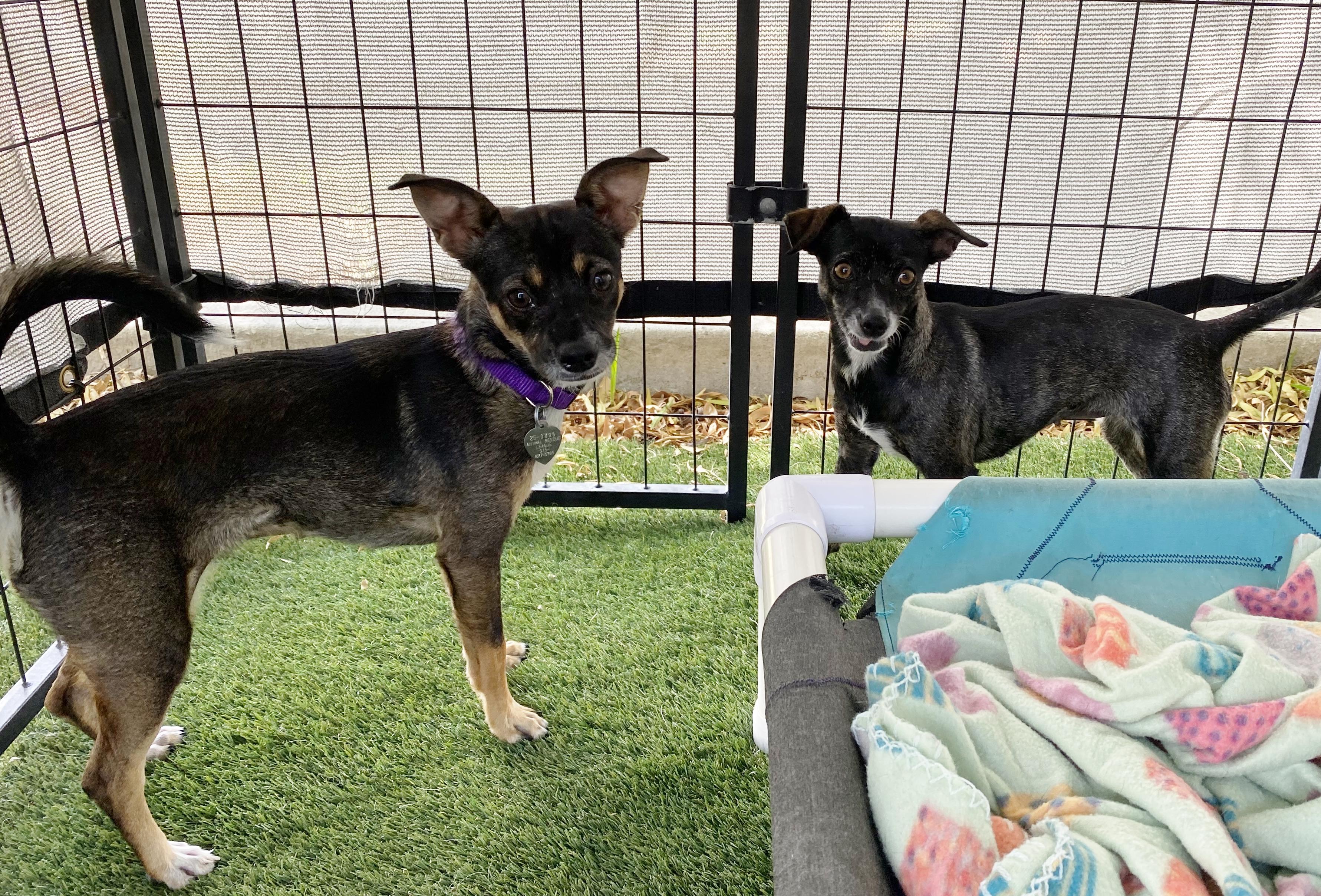 Henna, a Adoptable mixed breed in El Paso, TX image 6/6