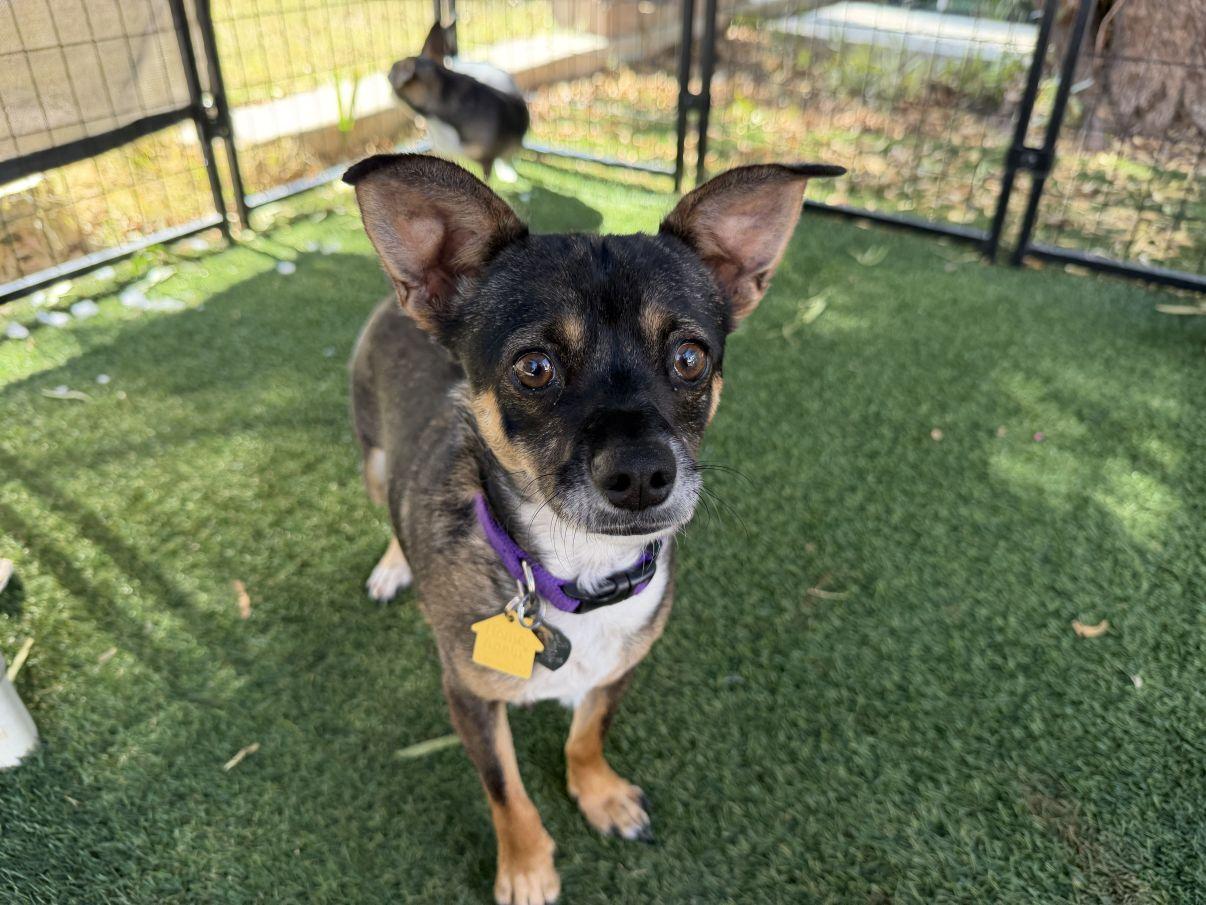 Henna, a Adoptable mixed breed in El Paso, TX image 2/6