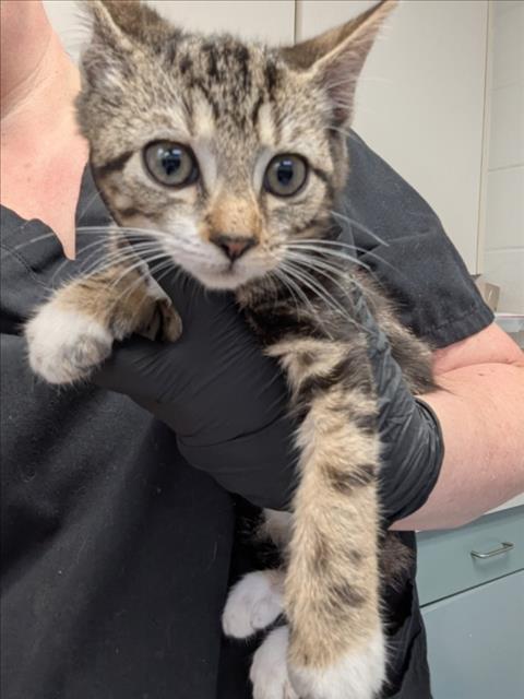 Enlarge A512939, a Adoptable Domestic Short Hair in Wilmington, NC image 1/1