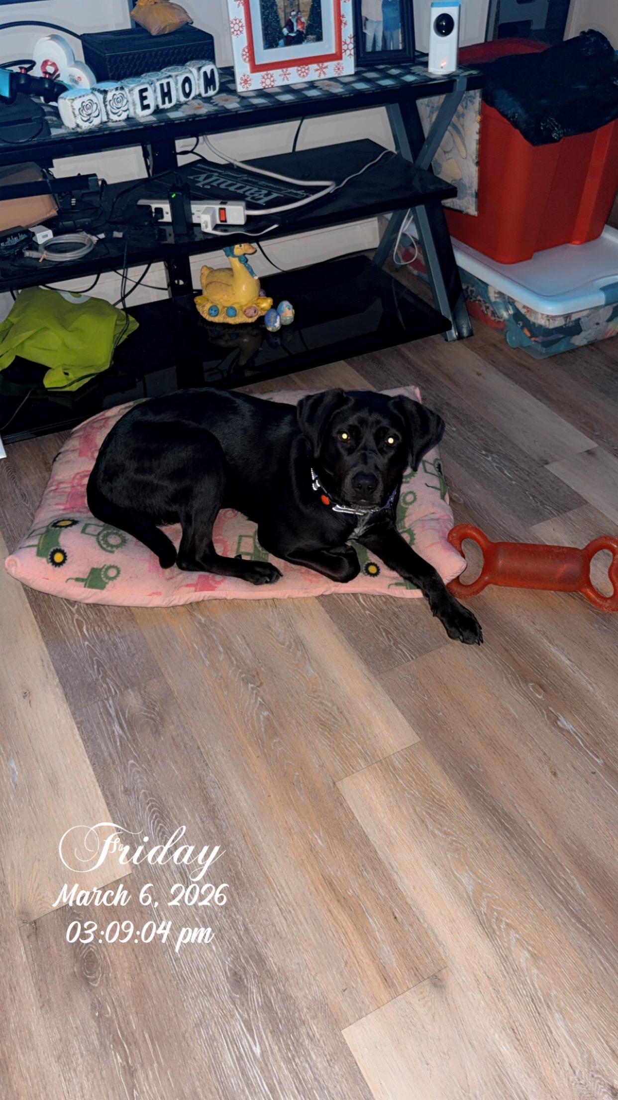 Luna, adopted, Young Female Labrador Retriever.