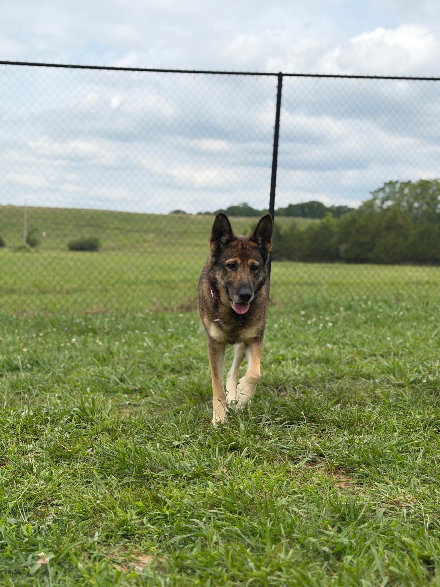 Enlarge Jolene, an adopted German Shepherd Dog in Lebanon, TN image 4/4