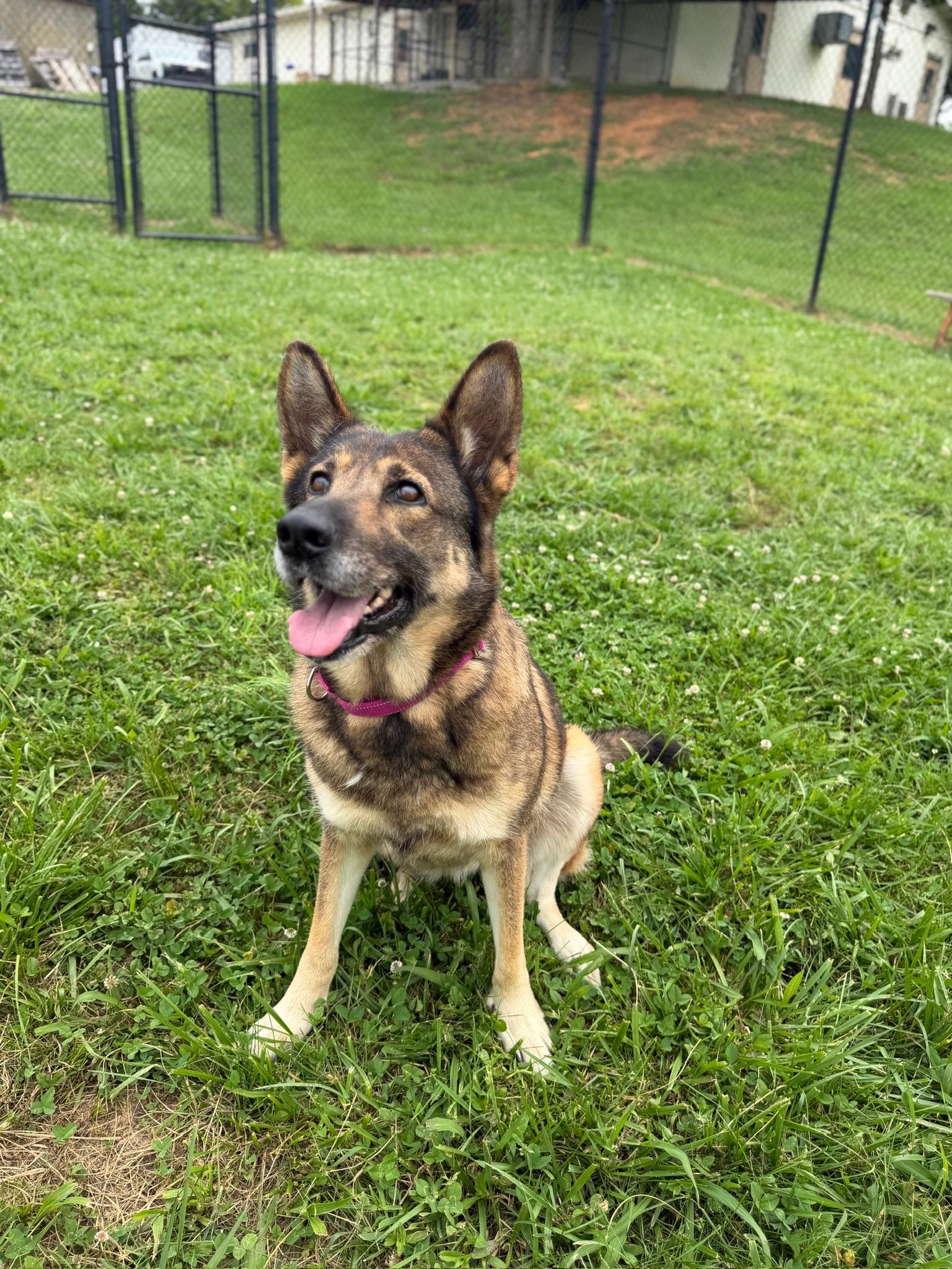 Enlarge Jolene, an adopted German Shepherd Dog in Lebanon, TN image 3/4