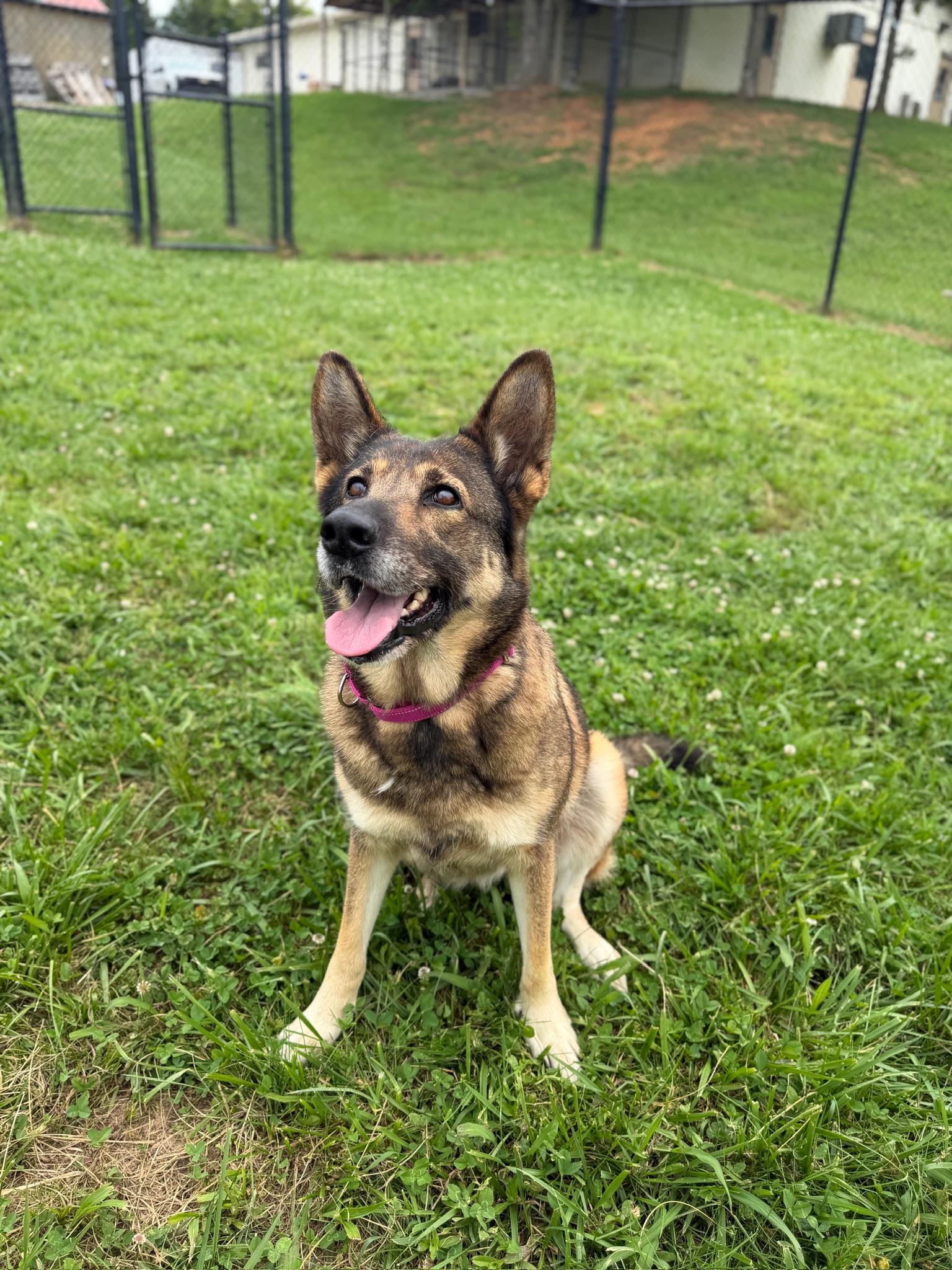 Jolene, ADOPTABLE, Adult Female German Shepherd Dog.