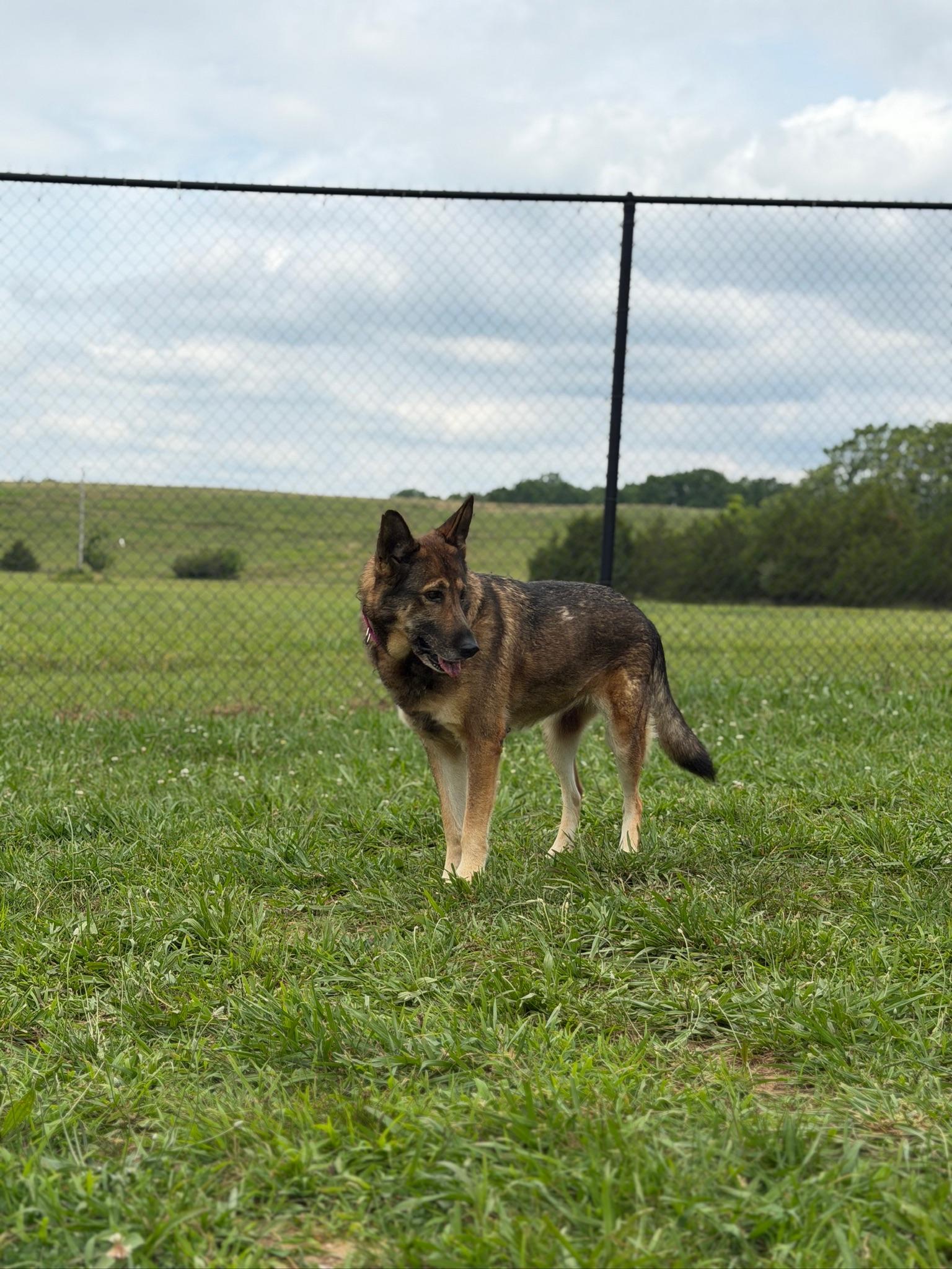 Enlarge Jolene, an adopted German Shepherd Dog in Lebanon, TN image 2/4
