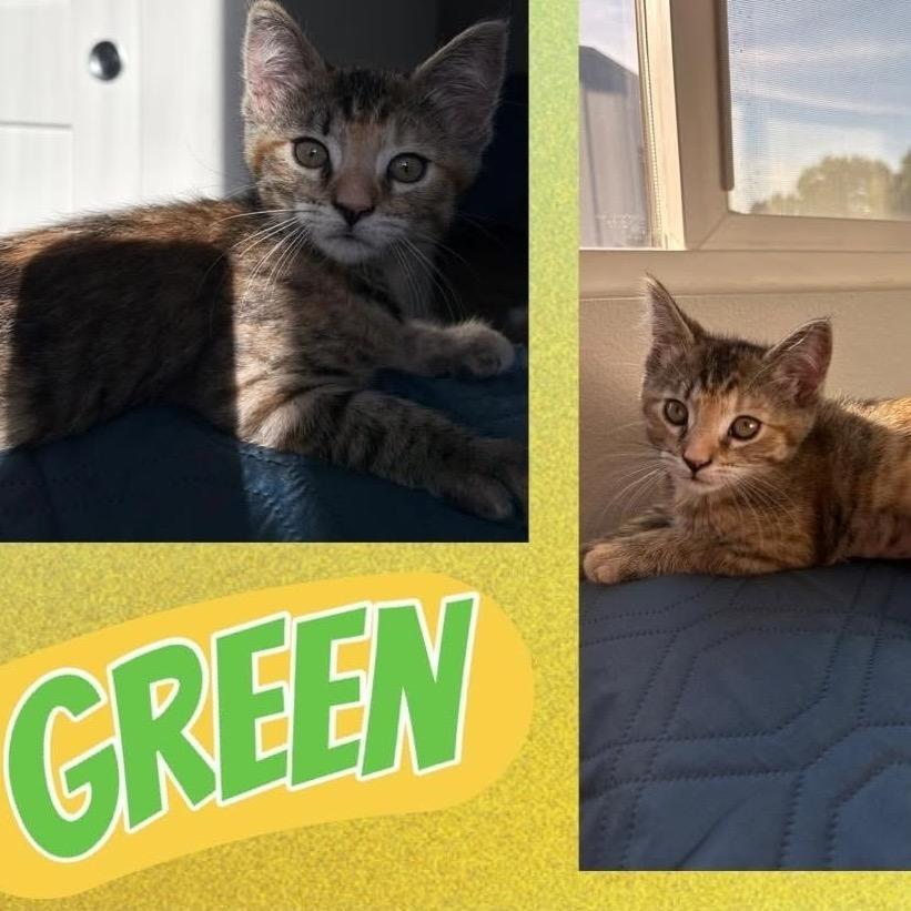 Enlarge Green, a Adoptable Domestic Short Hair in Orangevale, CA image 1/1