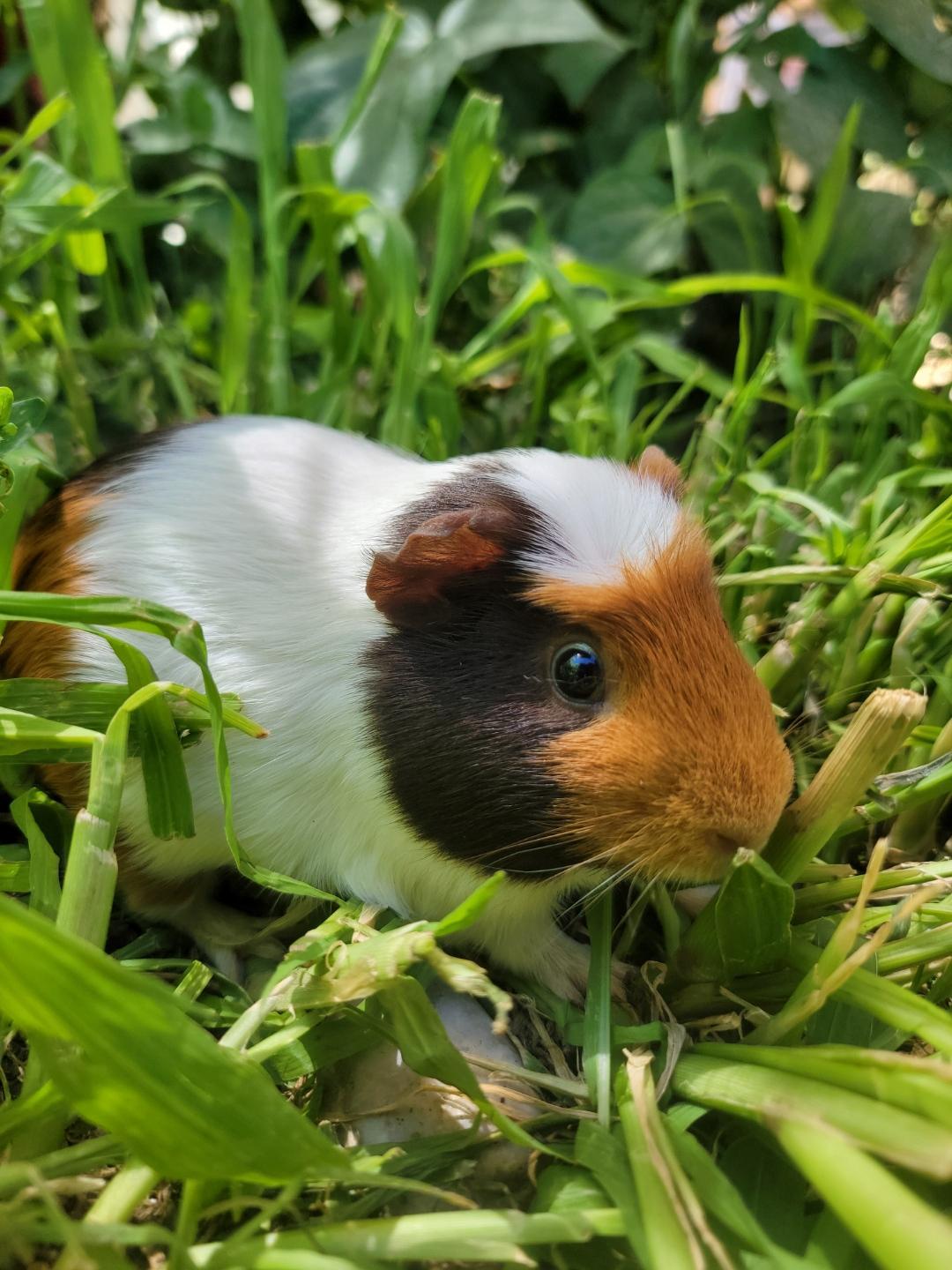 Data, Adoptable, Baby Male Guinea Pig.