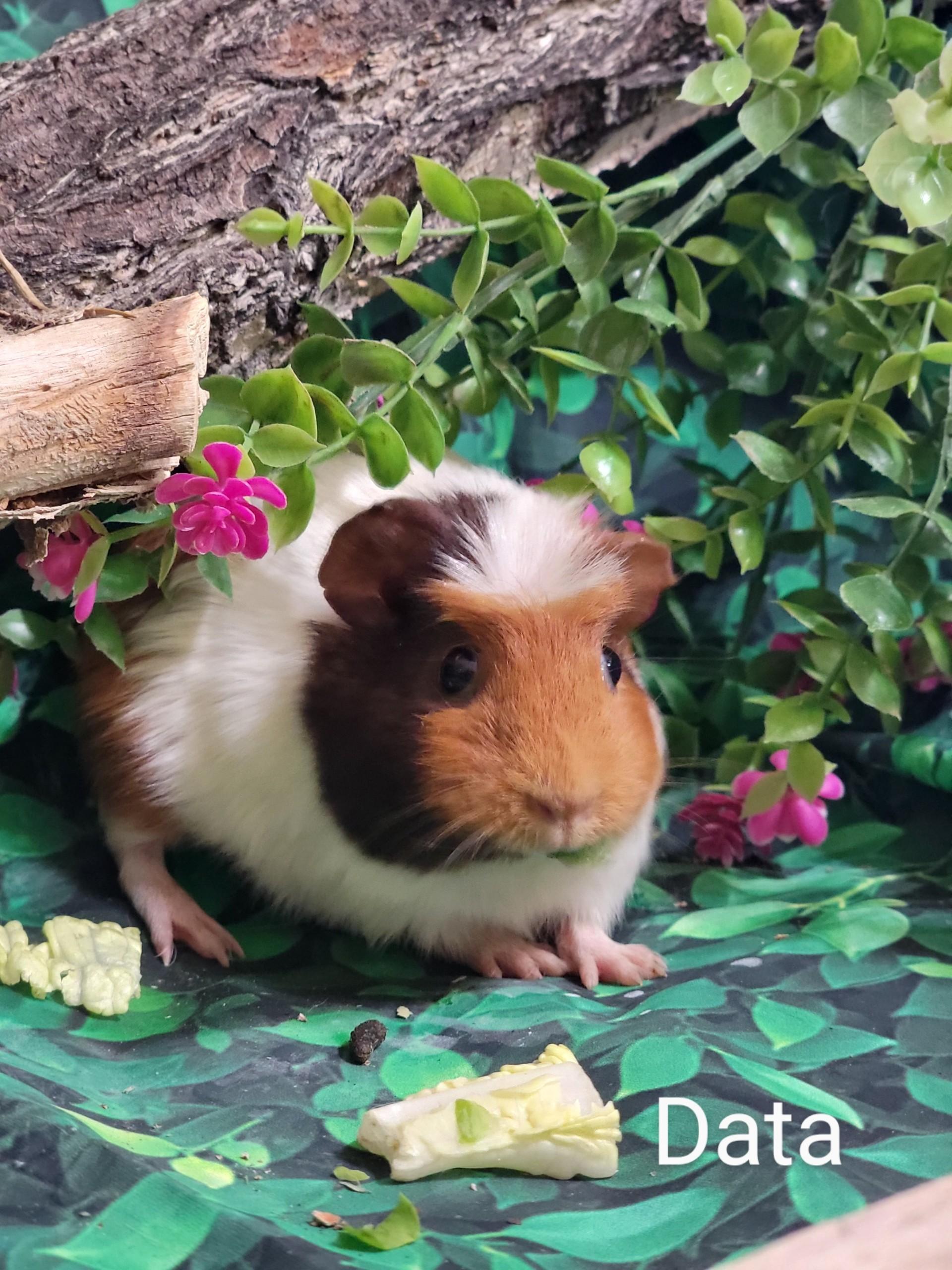 Data, a Adoptable Guinea Pig in Washoe Valley, NV image 2/3