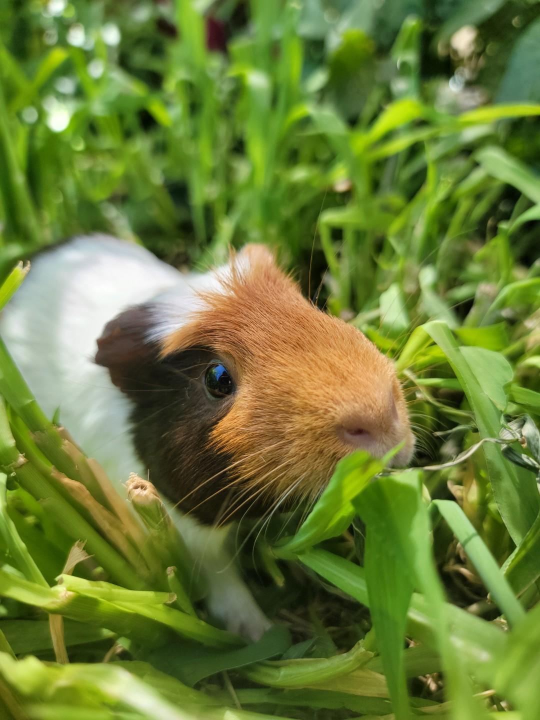 Data, a Adoptable Guinea Pig in Washoe Valley, NV image 3/3