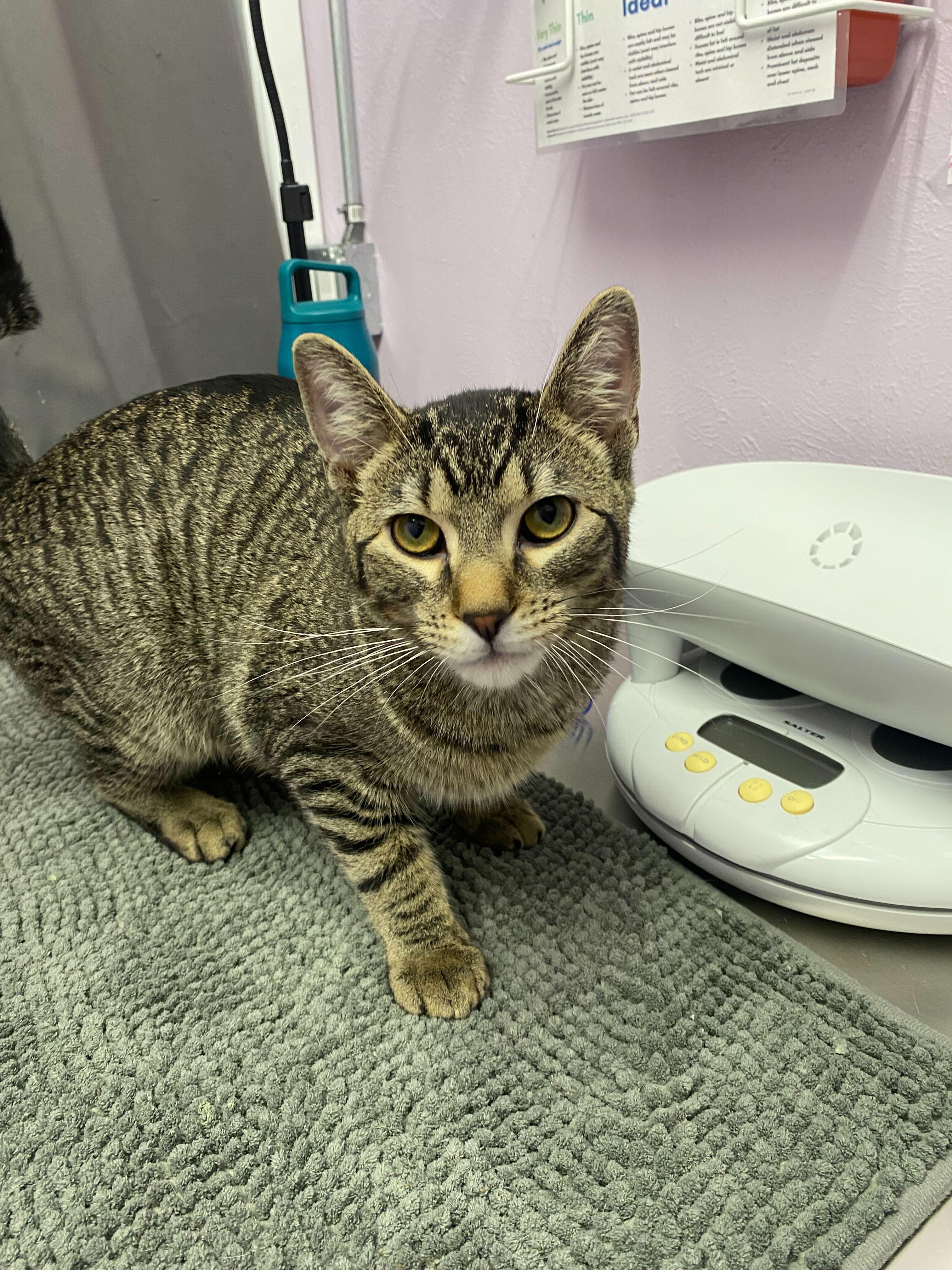 Colby, Adopted, Young Male Domestic Short Hair.