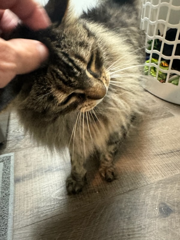 Maisy!, Adopted, Senior Female Maine Coon.