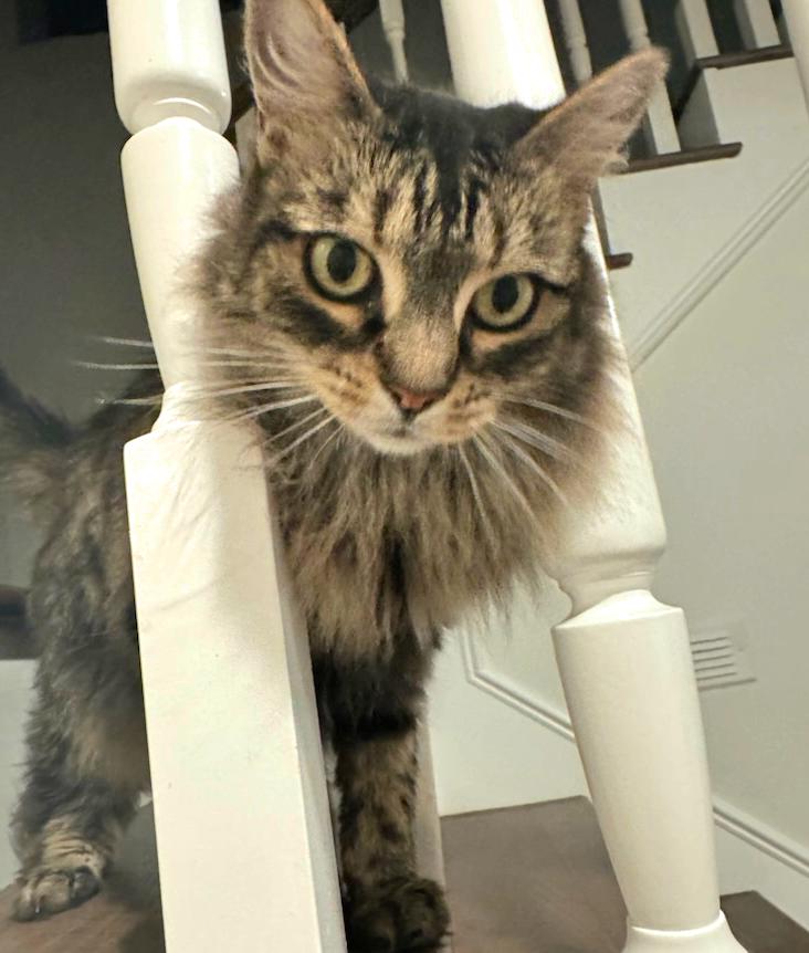 Enlarge Maisy!, a Adopted Maine Coon in Laguna Niguel, CA image 2/5