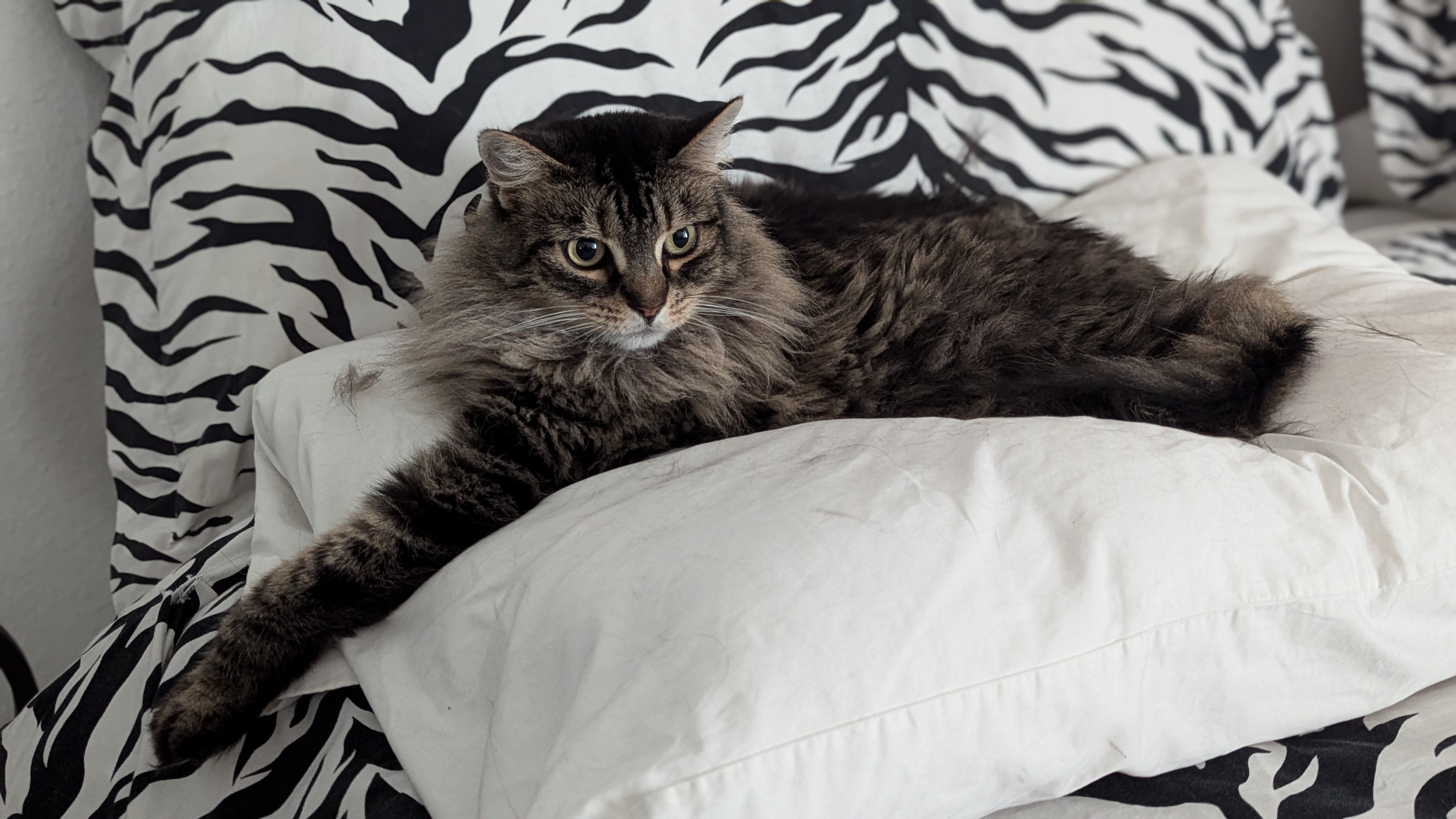 Enlarge Maisy!, a Adopted Maine Coon in Laguna Niguel, CA image 3/5