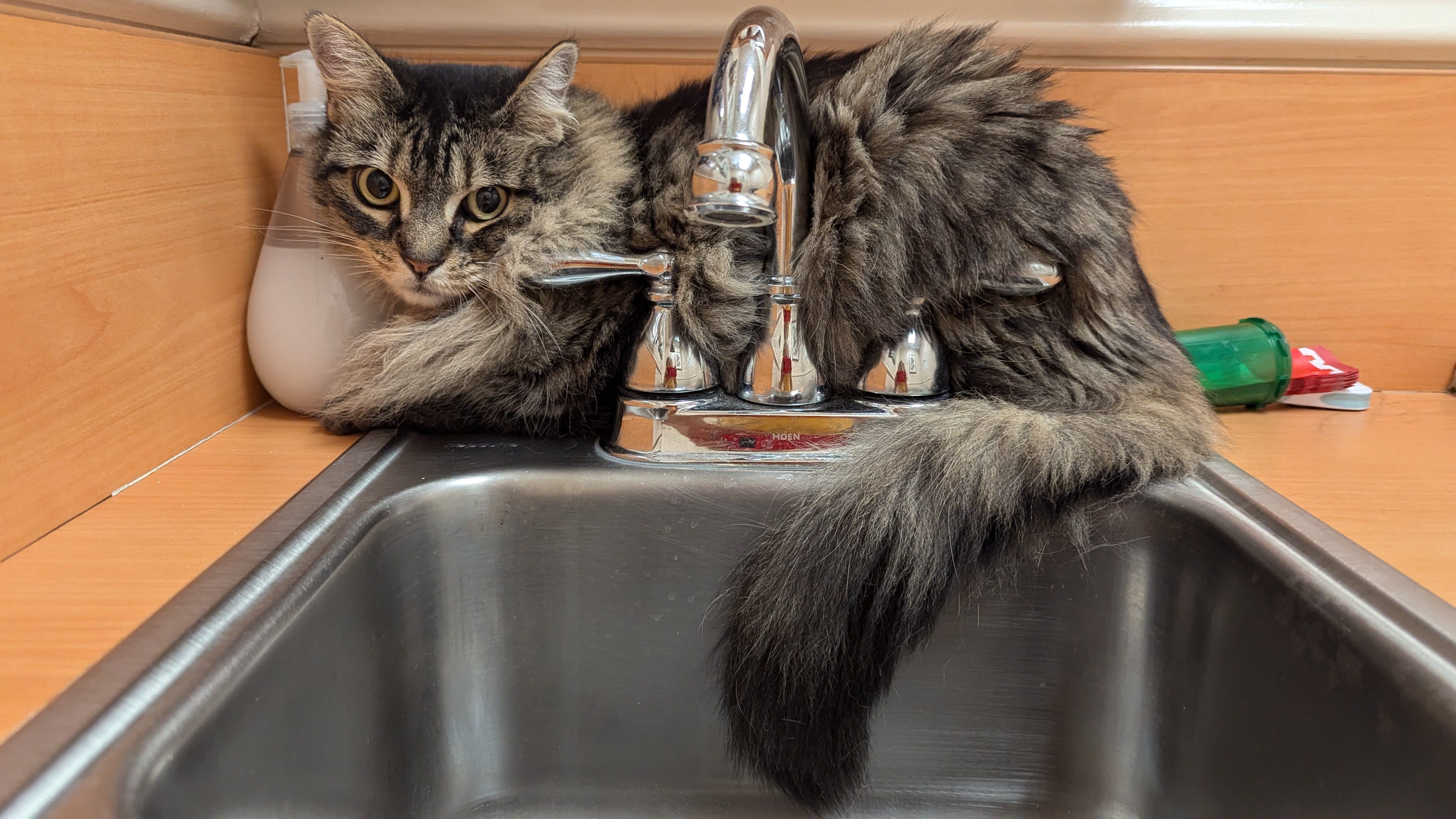 Enlarge Maisy!, a Adopted Maine Coon in Laguna Niguel, CA image 4/5