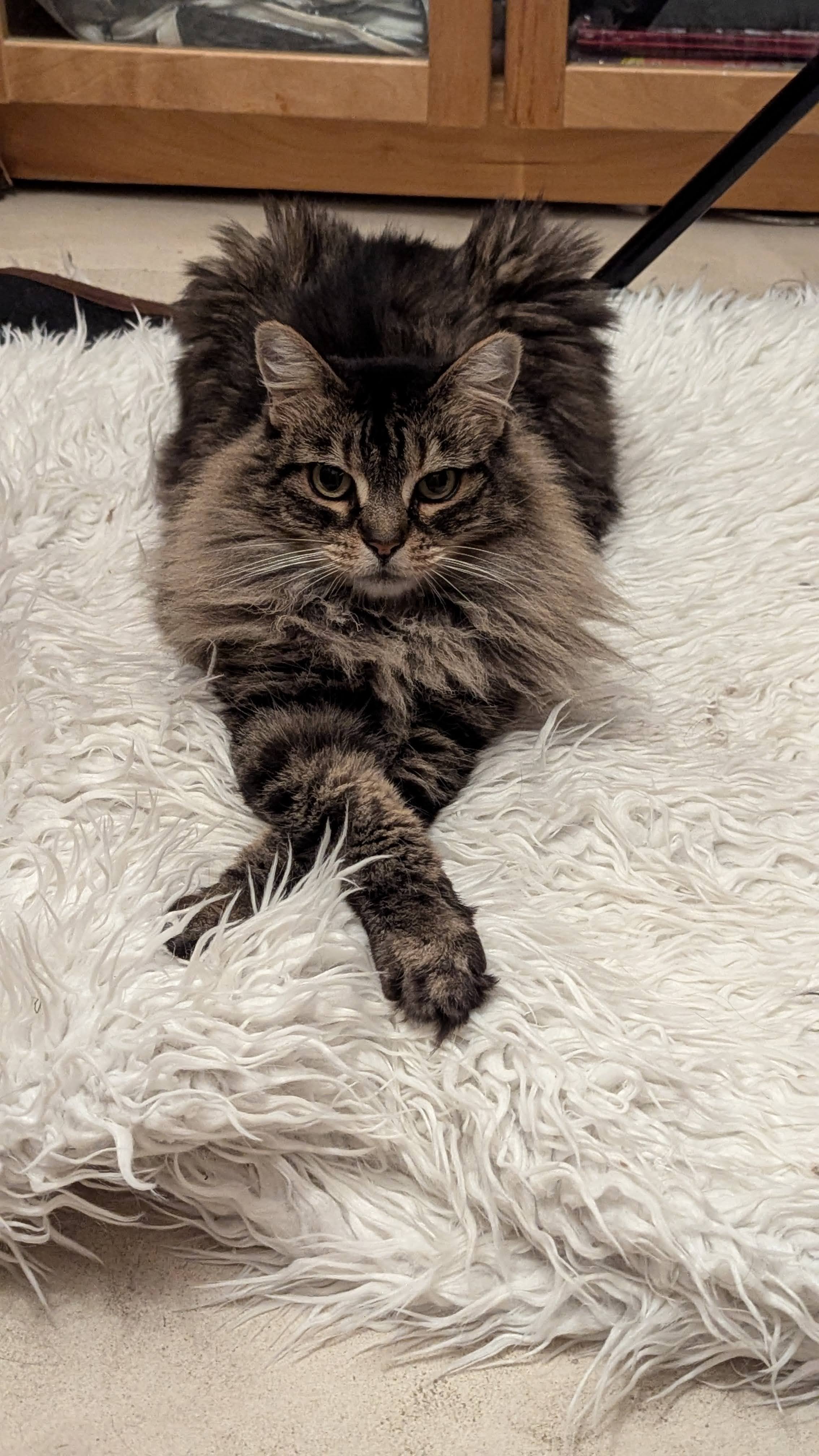 Enlarge Maisy!, a Adopted Maine Coon in Laguna Niguel, CA image 5/5