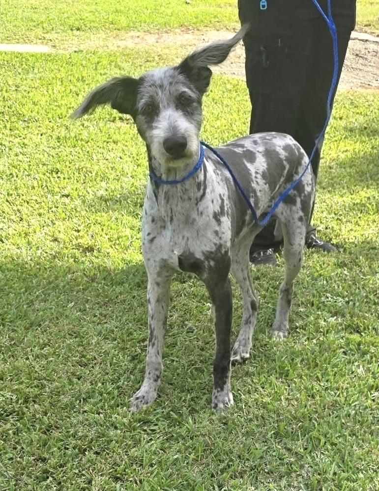Enlarge Reacher, a Adoptable mixed breed in Syracuse, NY image 1/4