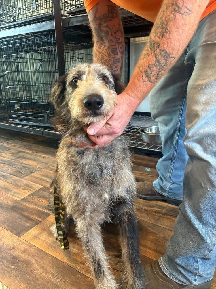 Enlarge Reacher, a Adoptable mixed breed in Syracuse, NY image 2/4