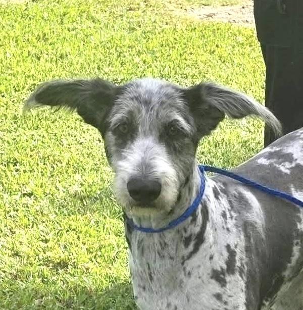 Enlarge Reacher, a Adoptable mixed breed in Syracuse, NY image 3/4
