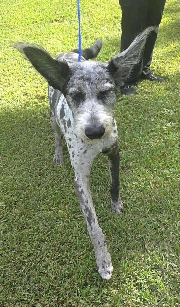 Enlarge Reacher, a Adoptable mixed breed in Syracuse, NY image 4/4