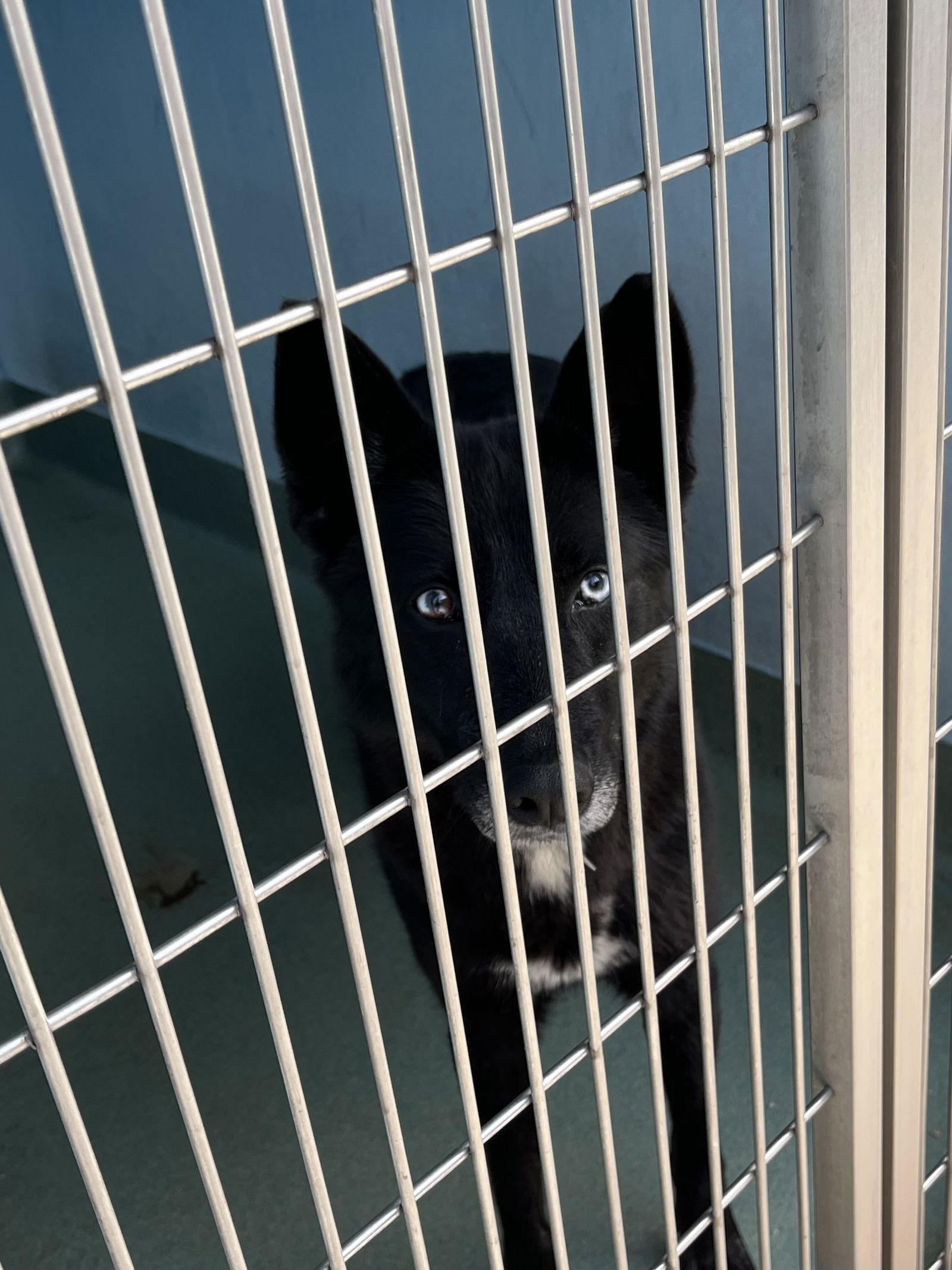 IRIS, Adoptable, Adult Female Husky.