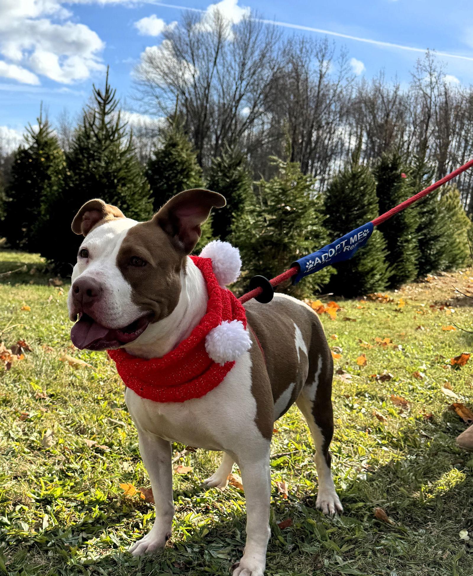 Tia - Totally Terrific!, a Adoptable Pit Bull Terrier in Oakhurst, NJ image 1/3