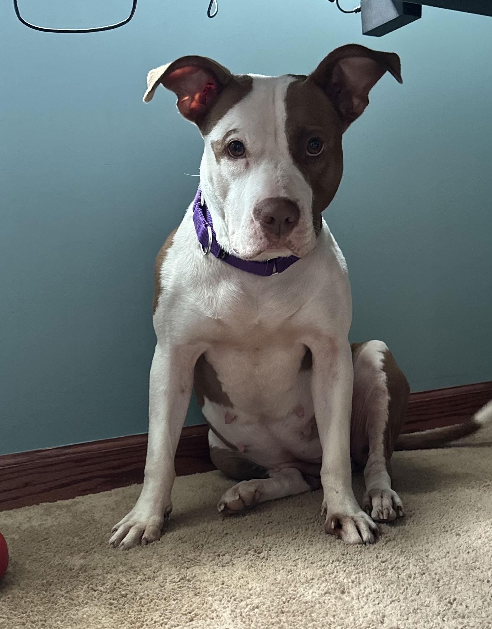 Tia - Totally Terrific!, a Adoptable Pit Bull Terrier in Oakhurst, NJ image 2/3