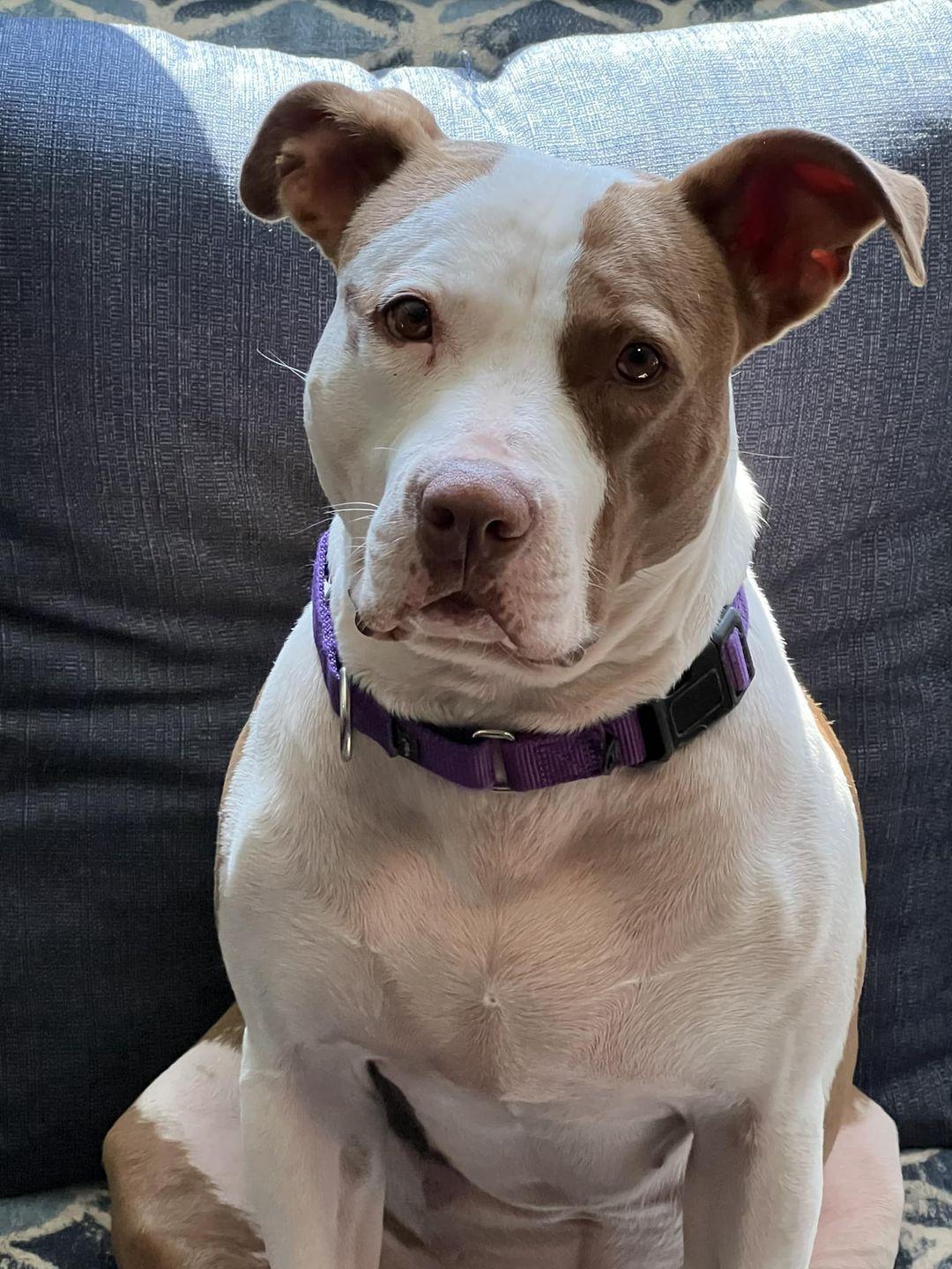 Tia - Totally Terrific!, a Adoptable Pit Bull Terrier in Oakhurst, NJ image 3/3