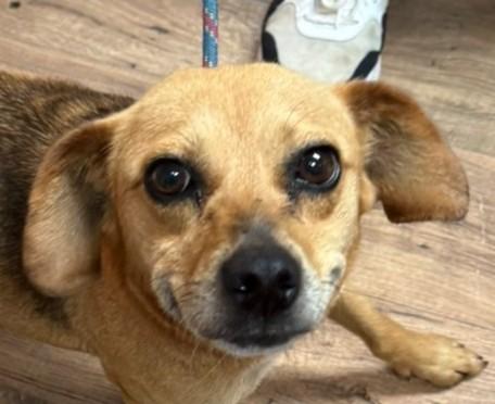 Kacey, a ADOPTABLE mixed breed in Bartlett, IL image 3/5