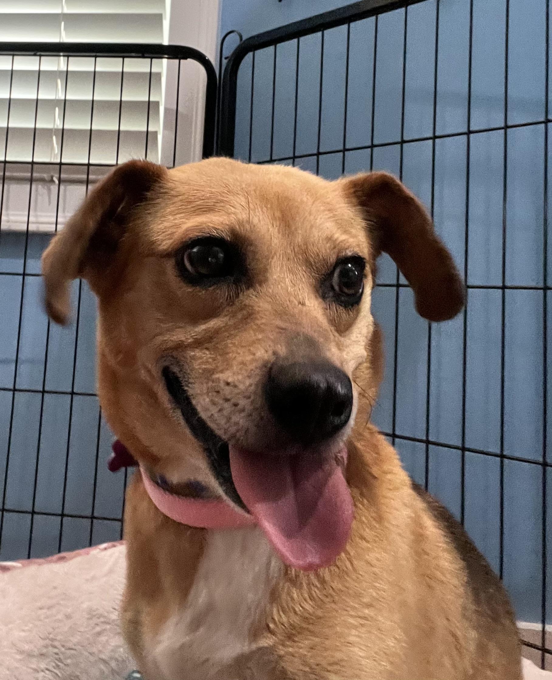 Kacey, ADOPTABLE, Young Female Feist.