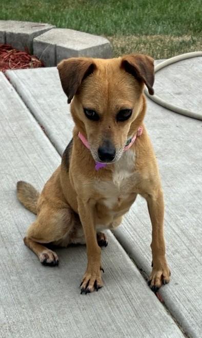 Kacey, a ADOPTABLE mixed breed in Bartlett, IL image 2/5