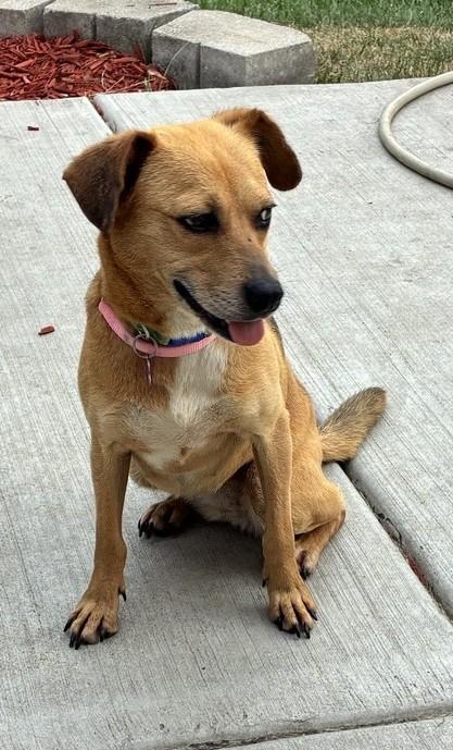 Kacey, a ADOPTABLE mixed breed in Bartlett, IL image 4/5