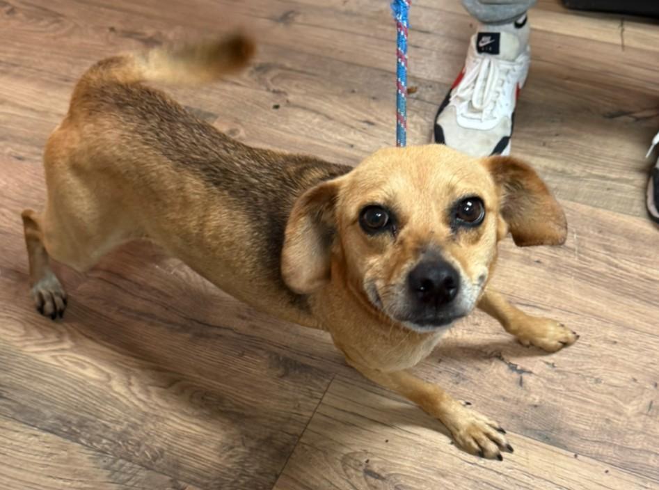 Kacey, a ADOPTABLE mixed breed in Bartlett, IL image 5/5