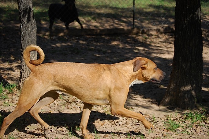 Blake, Adoptable, Adult Male Rhodesian Ridgeback & Black Mouth Cur.