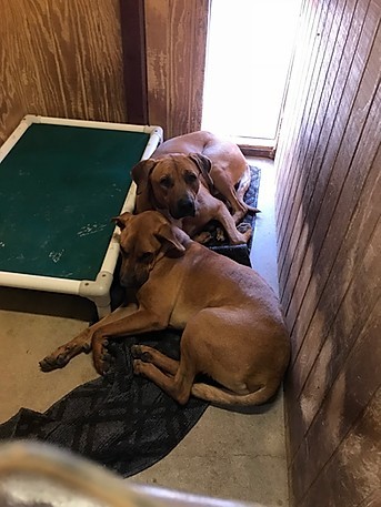 Blake, Adoptable, Adult Male Rhodesian Ridgeback & Black Mouth Cur.