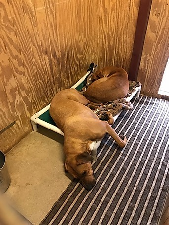 Blake, a Adoptable mixed breed in Paradise, TX image 5/12