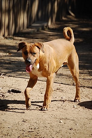 Blake, Adoptable, Adult Male Rhodesian Ridgeback & Black Mouth Cur.