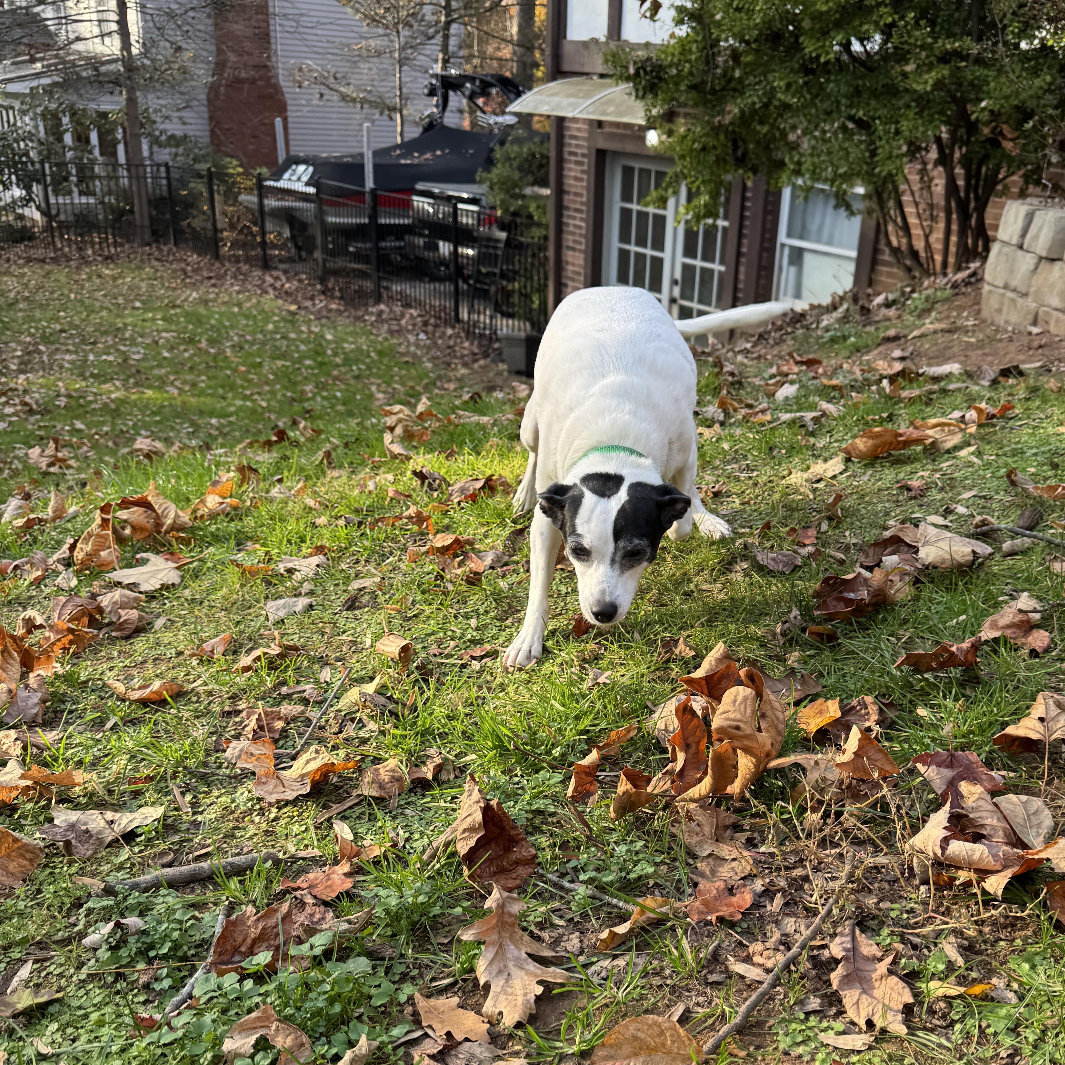 Misty, Adoptable, Adult Female Feist.