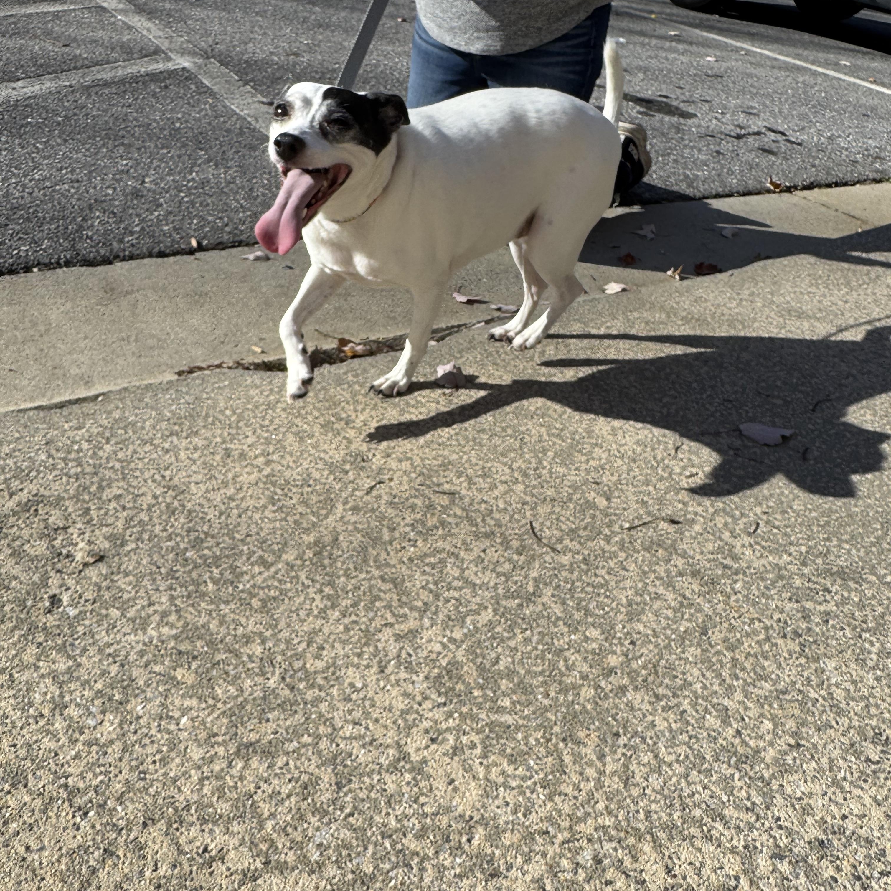 Misty, a Adoptable mixed breed in Wilkesboro, NC image 2/5