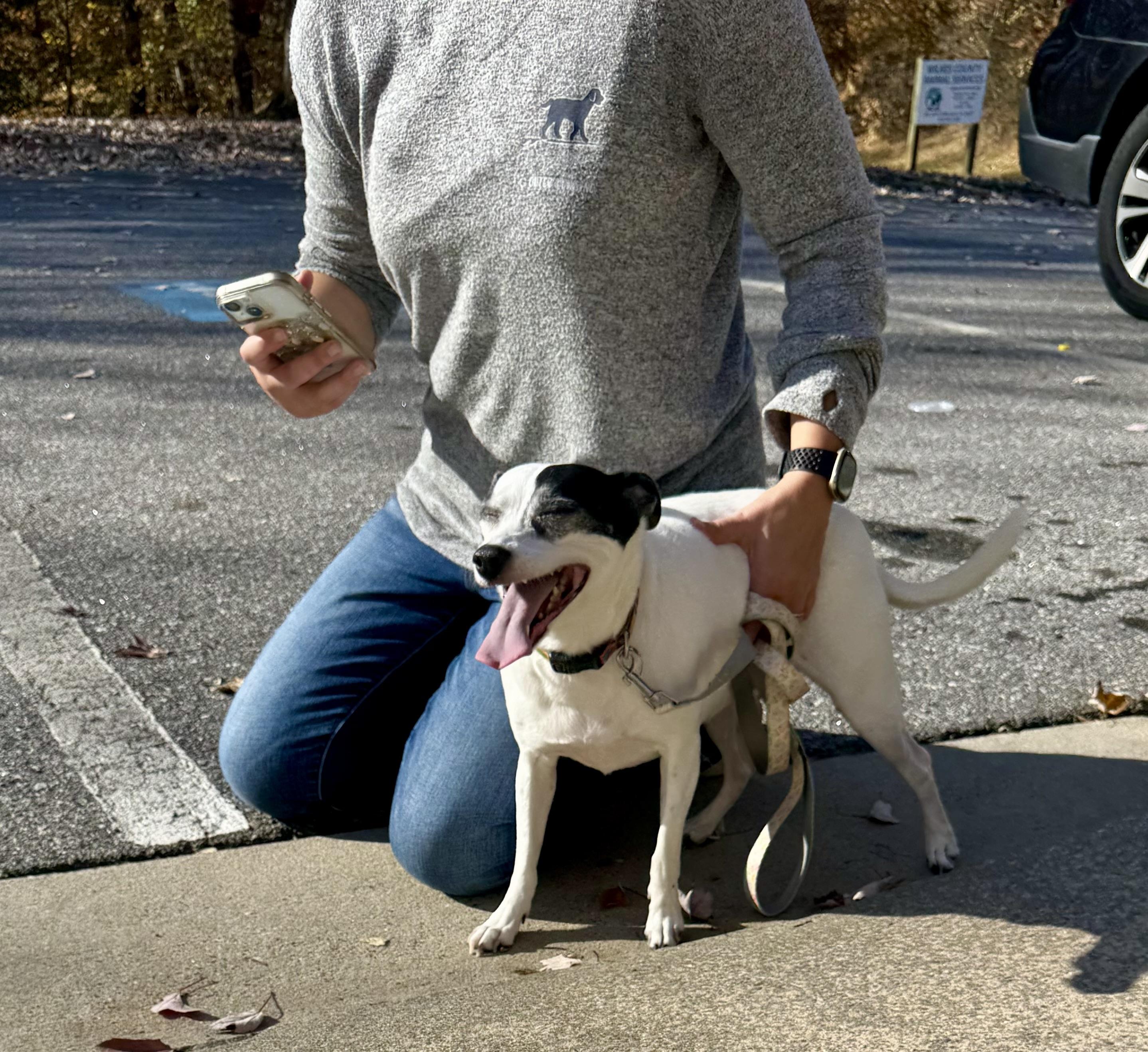 Misty, a Adoptable mixed breed in Wilkesboro, NC image 3/5